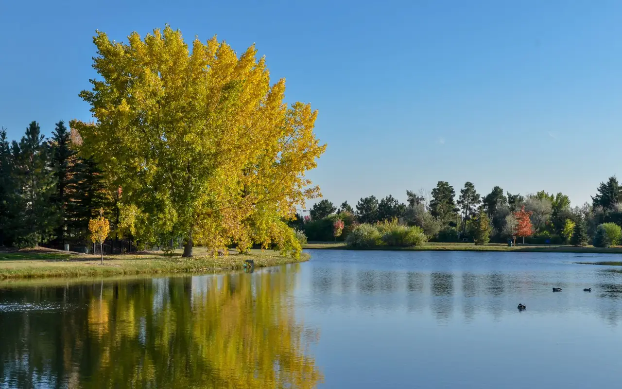 Cottonwoods and a pond on a clear day in Cherry Hills Village